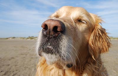 Pet Booking Information